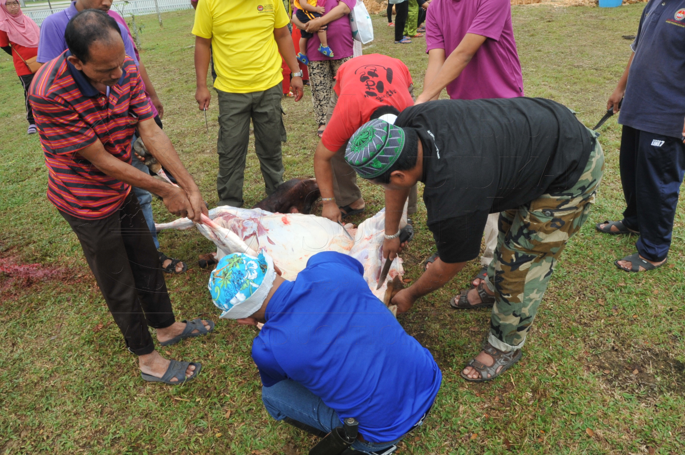 PRO15 150 KORBAN HAS 6851